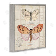 Susan Arnot | Drawn Butterfly Studies