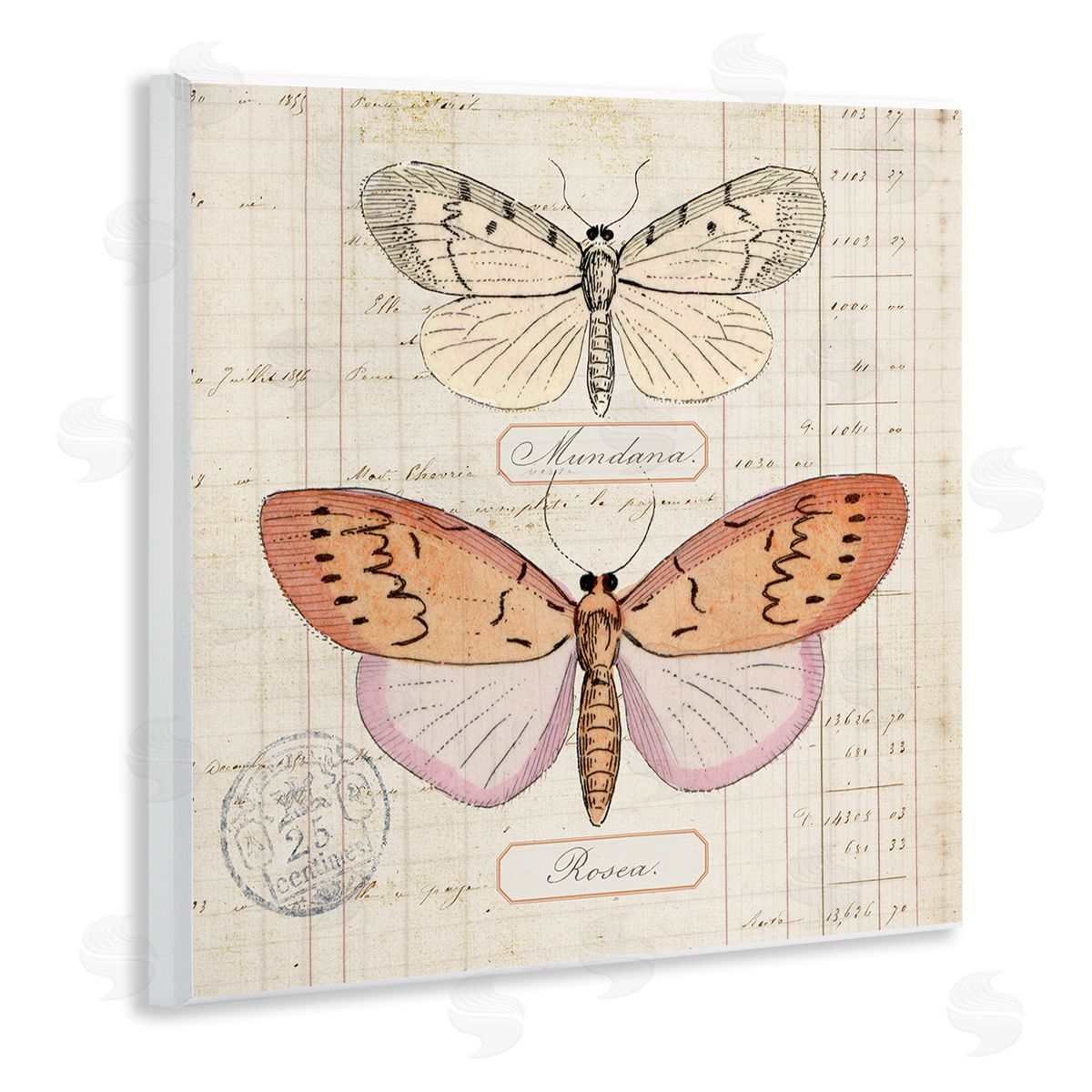 Drawn Butterfly Studies Wood Plaque Wall Art, Home Decor by Susan Arnot