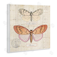 Susan Arnot | Drawn Butterfly Studies