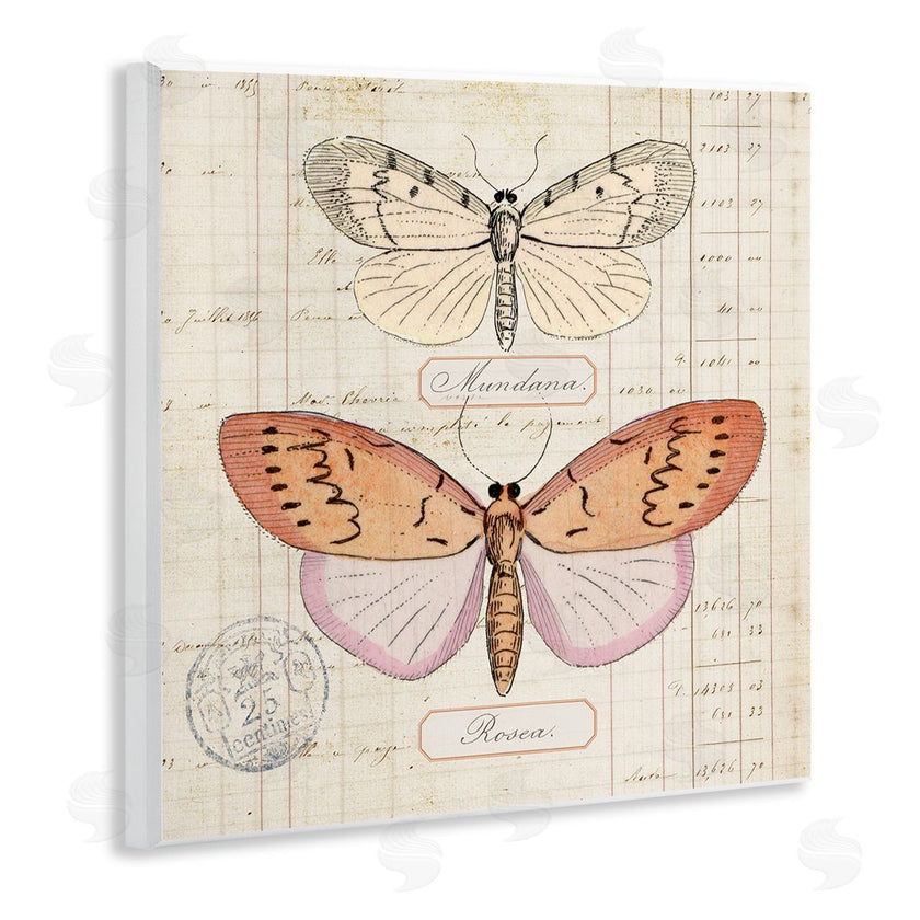 Susan Arnot | Drawn Butterfly Studies