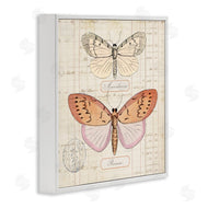 Susan Arnot | Drawn Butterfly Studies