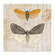 Susan Arnot | Yellow & Grey Butterflies