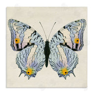 Susan Arnot | Butterfly with Yellow Details