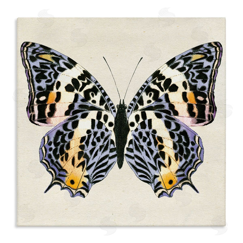 Susan Arnot | Speckled Butterfly Sketch