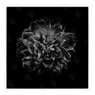 Brian Carson | Dark Carnation on Black