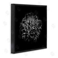 Brian Carson | Dark Carnation on Black