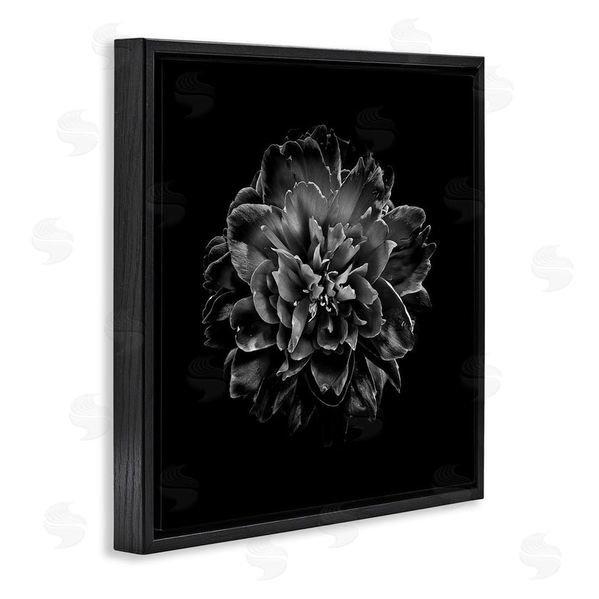 Brian Carson | Dark Carnation on Black