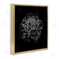 Brian Carson | Dark Carnation on Black