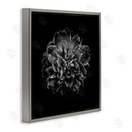 Brian Carson | Dark Carnation on Black