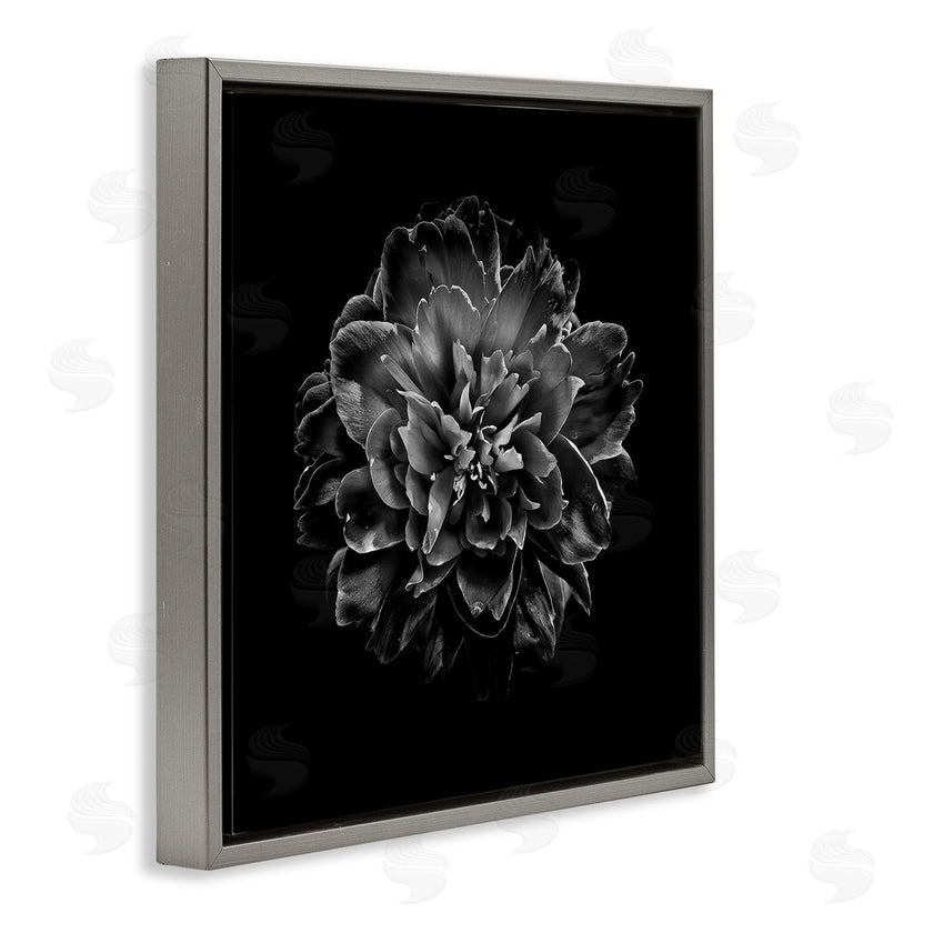 Brian Carson | Dark Carnation on Black