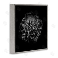 Brian Carson | Dark Carnation on Black