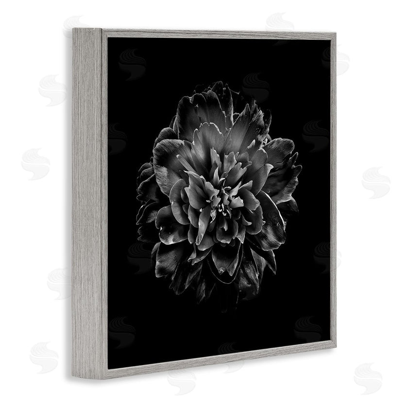 Brian Carson | Dark Carnation on Black
