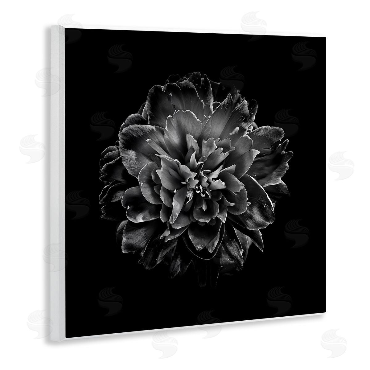 Dark Carnation on Black Wood Plaque Wall Art, Home Decor by Brian Carson