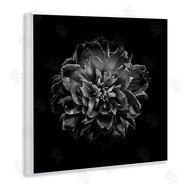 Brian Carson | Dark Carnation on Black