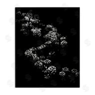 Brian Carson | Curved Blossom Line