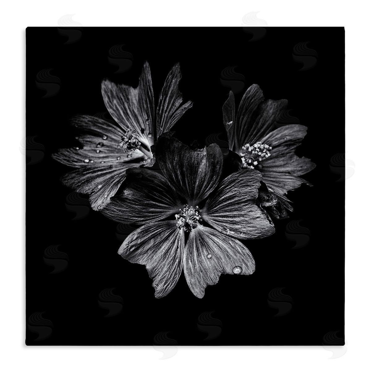 Blossom Trio on Black Canvas Wall Art, Home Decor by Brian Carson