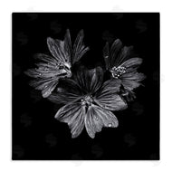 Brian Carson | Blossom Trio on Black