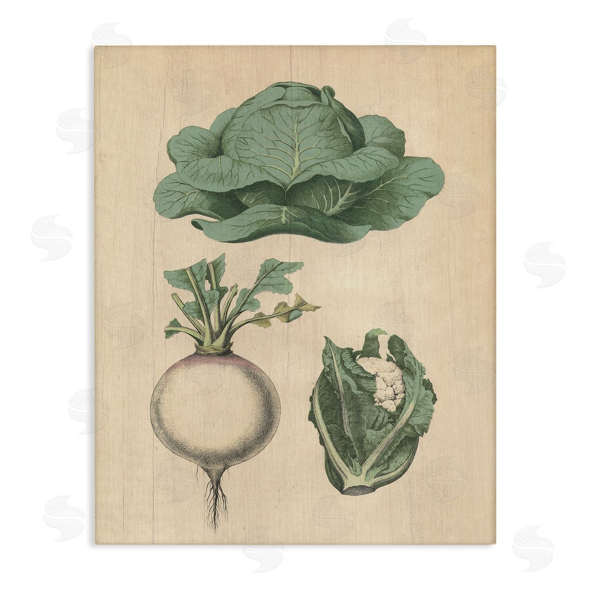 Vintage Garden Vegetables Canvas Wall Art, Home Decor by Stupell Studio