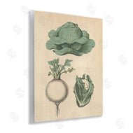 Stupell Studio | Vintage Garden Vegetables