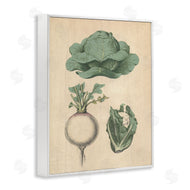 Stupell Studio | Vintage Garden Vegetables