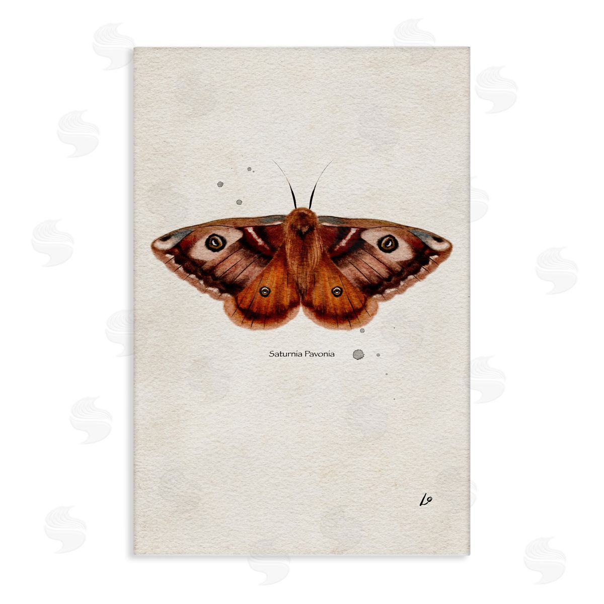Scientific Orange Moth Canvas Wall Art, Home Decor by Lydia Orange