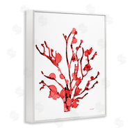 Patti Mann | Coral With Splashes