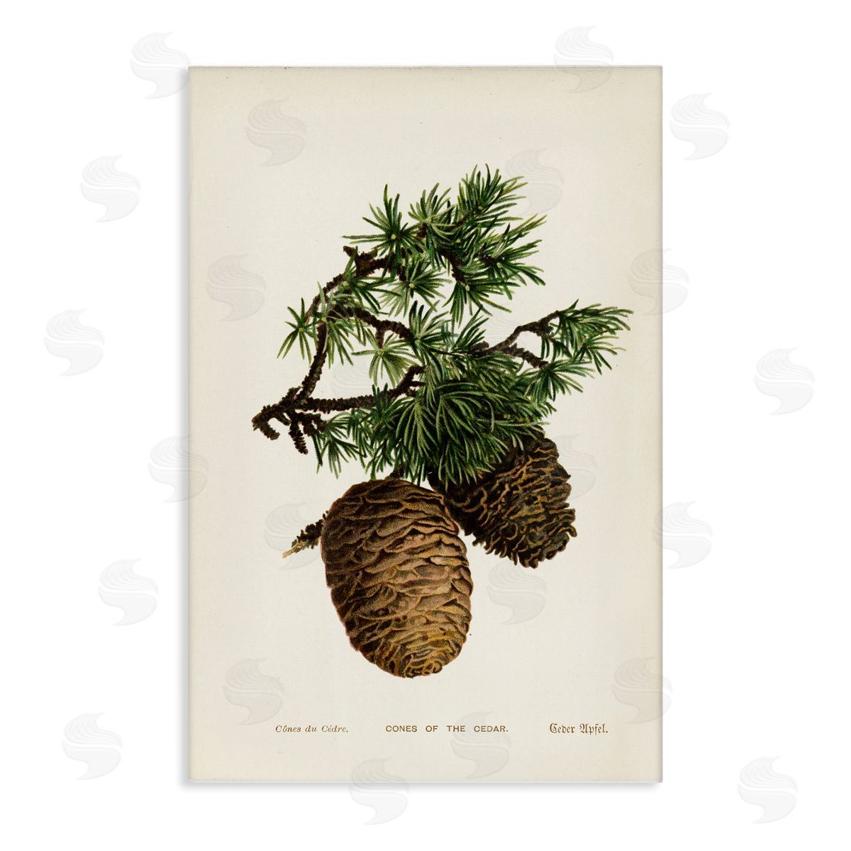 Cedar Tree Pinecones Canvas Wall Art, Home Decor by Tina Higgins Designs, Inc.