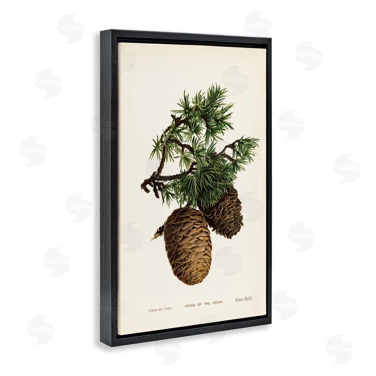 Cedar Tree Pinecones Black Floating Frame Canvas Wall Art, Home Decor by Tina Higgins Designs, Inc.