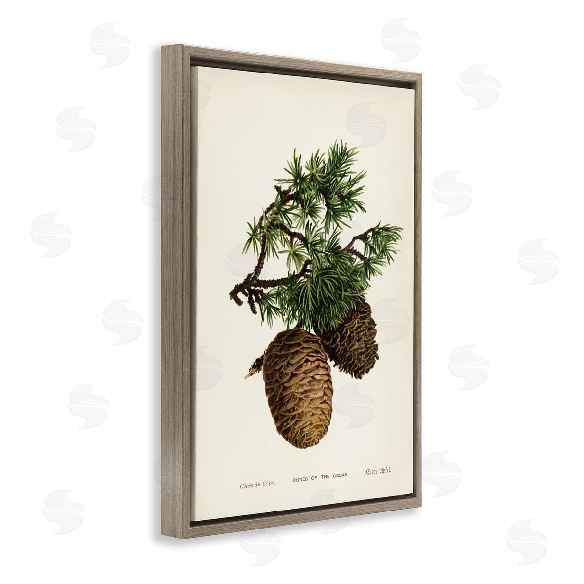 Cedar Tree Pinecones Brown Floating Frame Canvas Wall Art, Home Decor by Tina Higgins Designs, Inc.