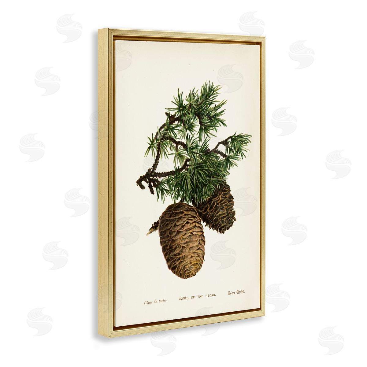 Cedar Tree Pinecones Gold Floating Frame Canvas Wall Art, Home Decor by Tina Higgins Designs, Inc.