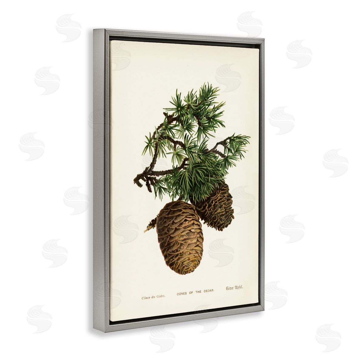 Cedar Tree Pinecones Grey Floating Frame Canvas Wall Art, Home Decor by Tina Higgins Designs, Inc.