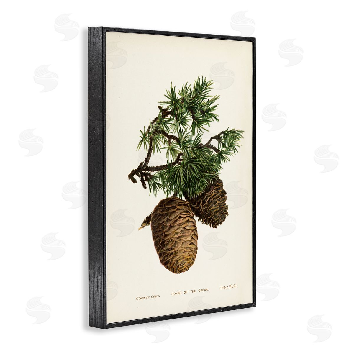 Cedar Tree Pinecones Black Frame Print Wall Art, Home Decor by Tina Higgins Designs, Inc.