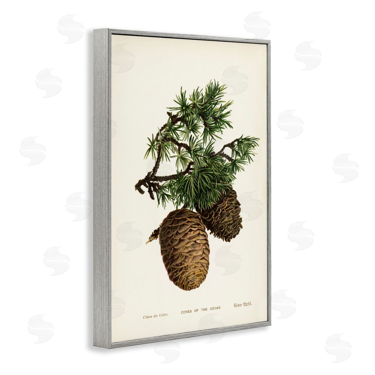 Cedar Tree Pinecones Grey Frame Print Wall Art, Home Decor by Tina Higgins Designs, Inc.
