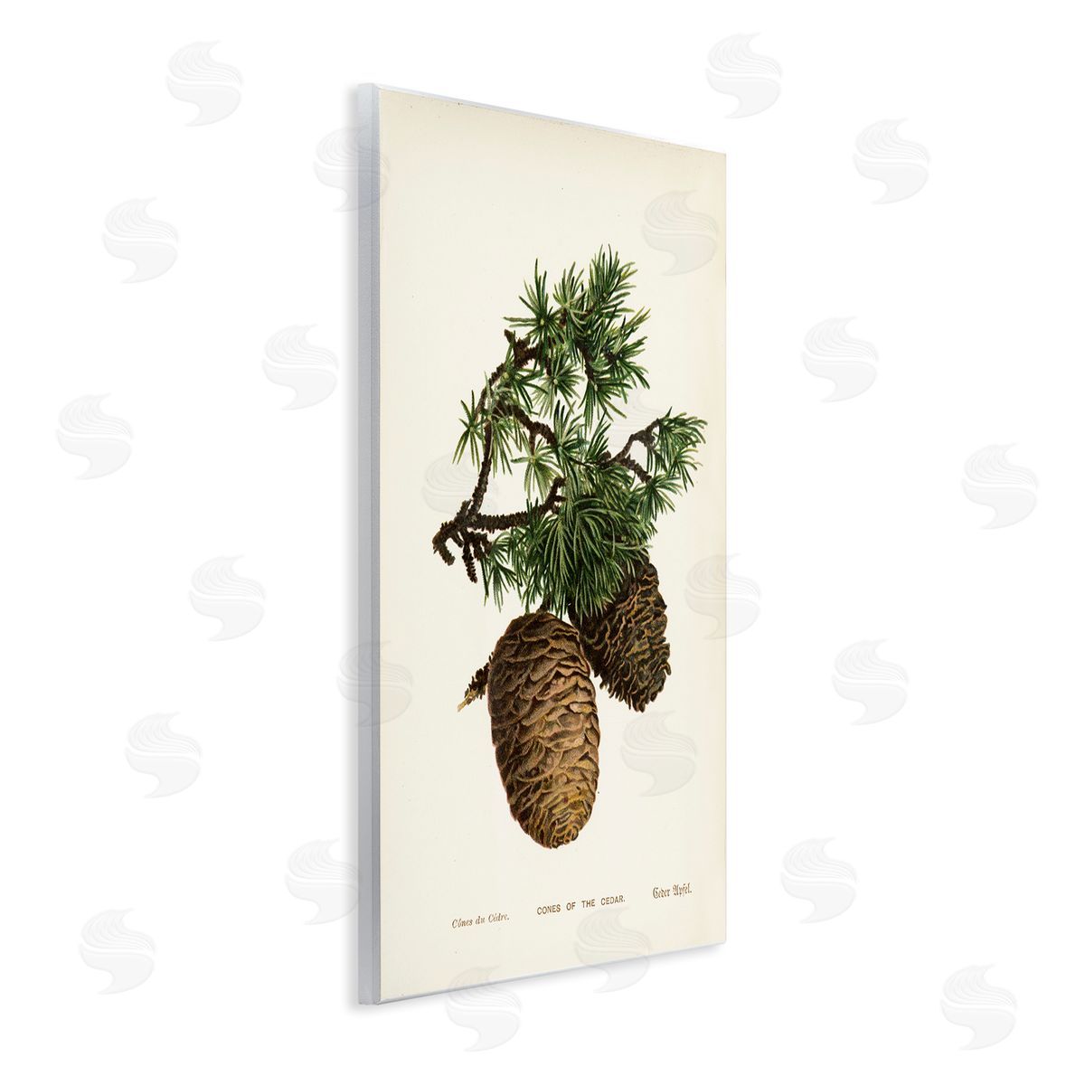 Cedar Tree Pinecones Wood Plaque Wall Art, Home Decor by Tina Higgins Designs, Inc.