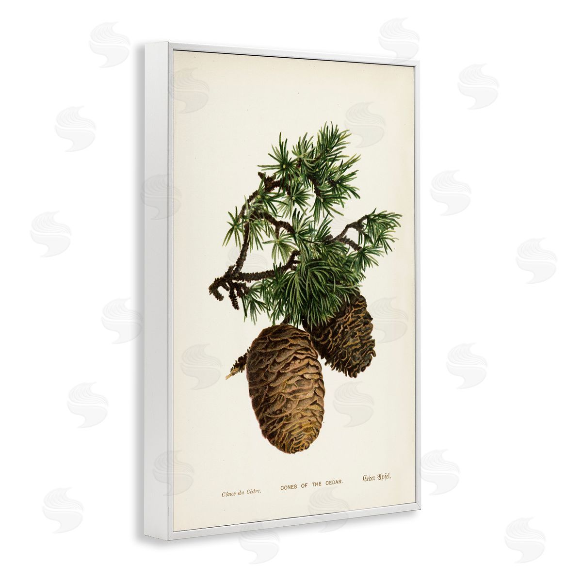 Cedar Tree Pinecones White Frame Print Wall Art, Home Decor by Tina Higgins Designs, Inc.