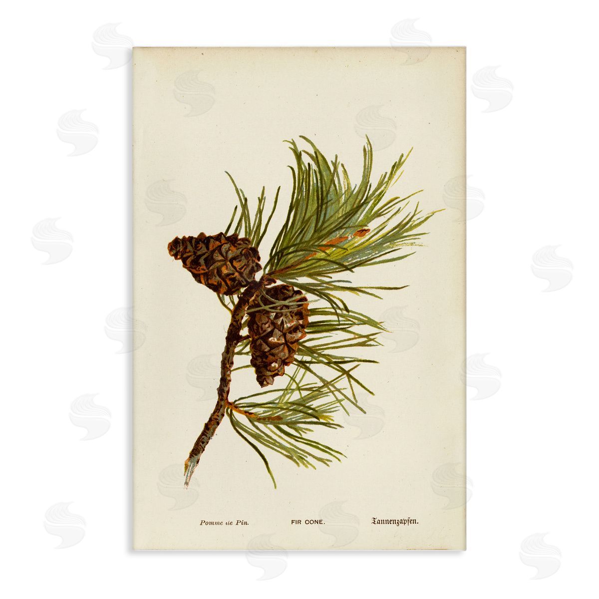 Fir Tree Cones Canvas Wall Art, Home Decor by Tina Higgins Designs, Inc.