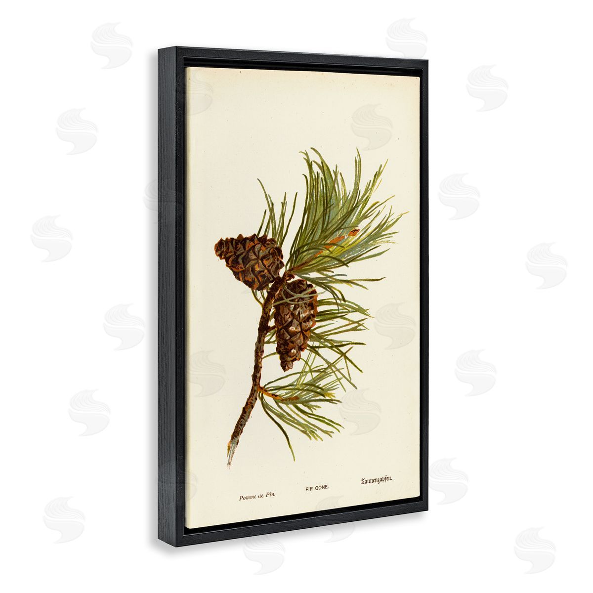 Fir Tree Cones Black Floating Frame Canvas Wall Art, Home Decor by Tina Higgins Designs, Inc.