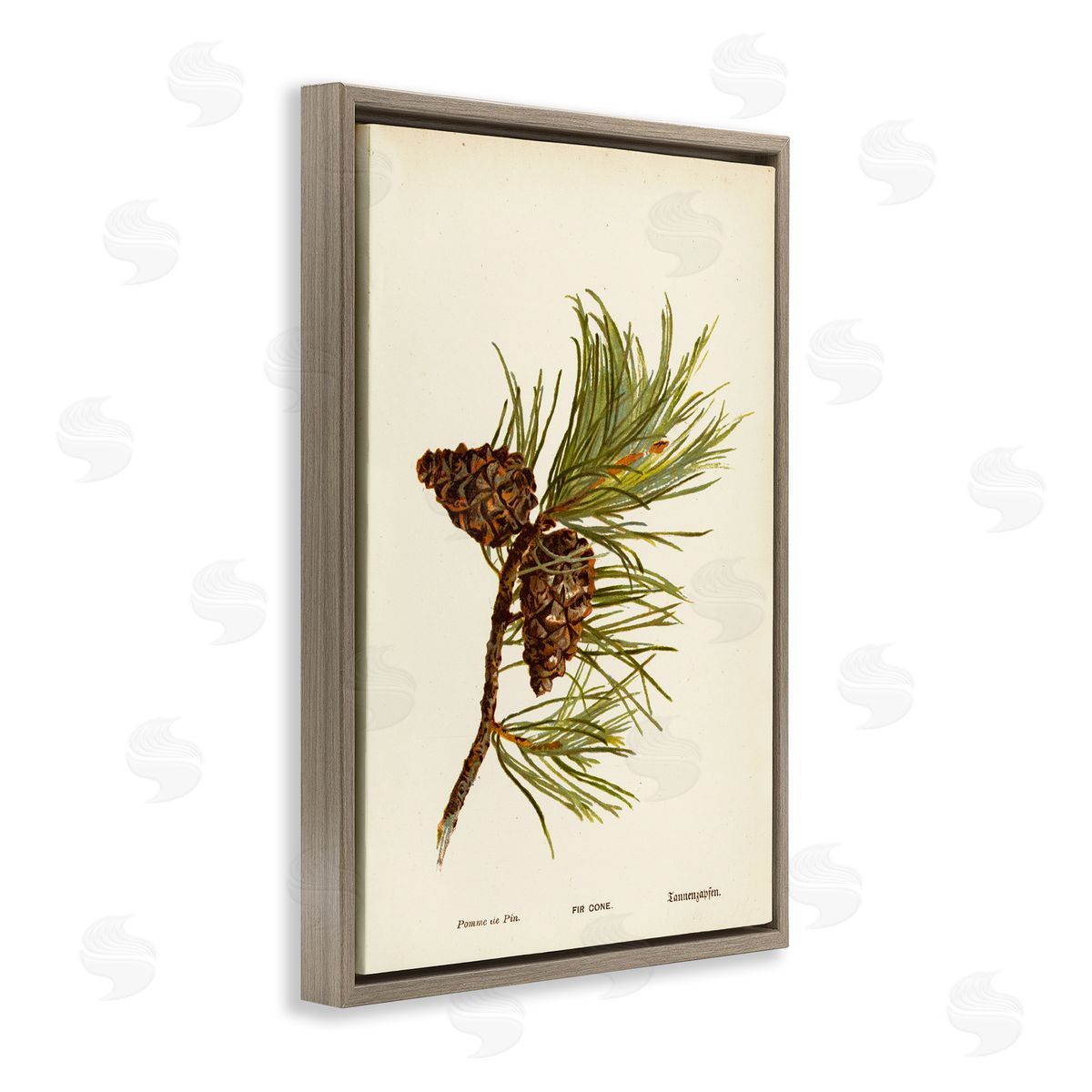 Fir Tree Cones Brown Floating Frame Canvas Wall Art, Home Decor by Tina Higgins Designs, Inc.
