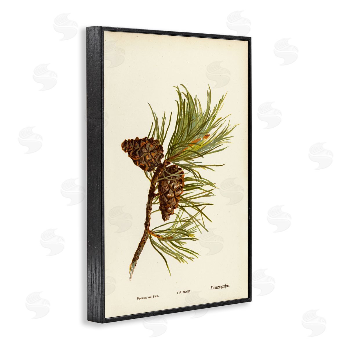 Fir Tree Cones Black Frame Print Wall Art, Home Decor by Tina Higgins Designs, Inc.