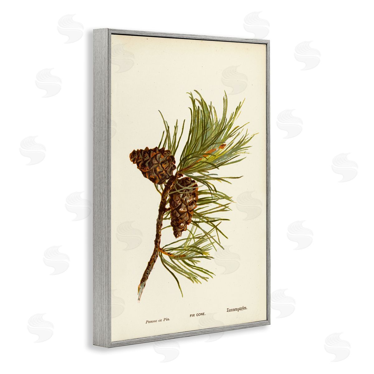 Fir Tree Cones Grey Frame Print Wall Art, Home Decor by Tina Higgins Designs, Inc.