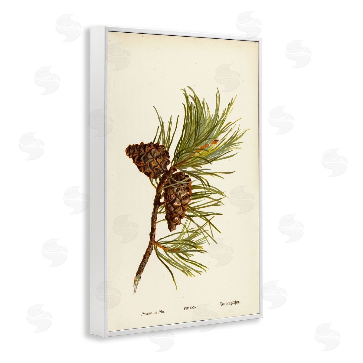 Fir Tree Cones White Frame Print Wall Art, Home Decor by Tina Higgins Designs, Inc.