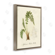 Tina Higgins Designs, Inc. | Scientific Fern Study