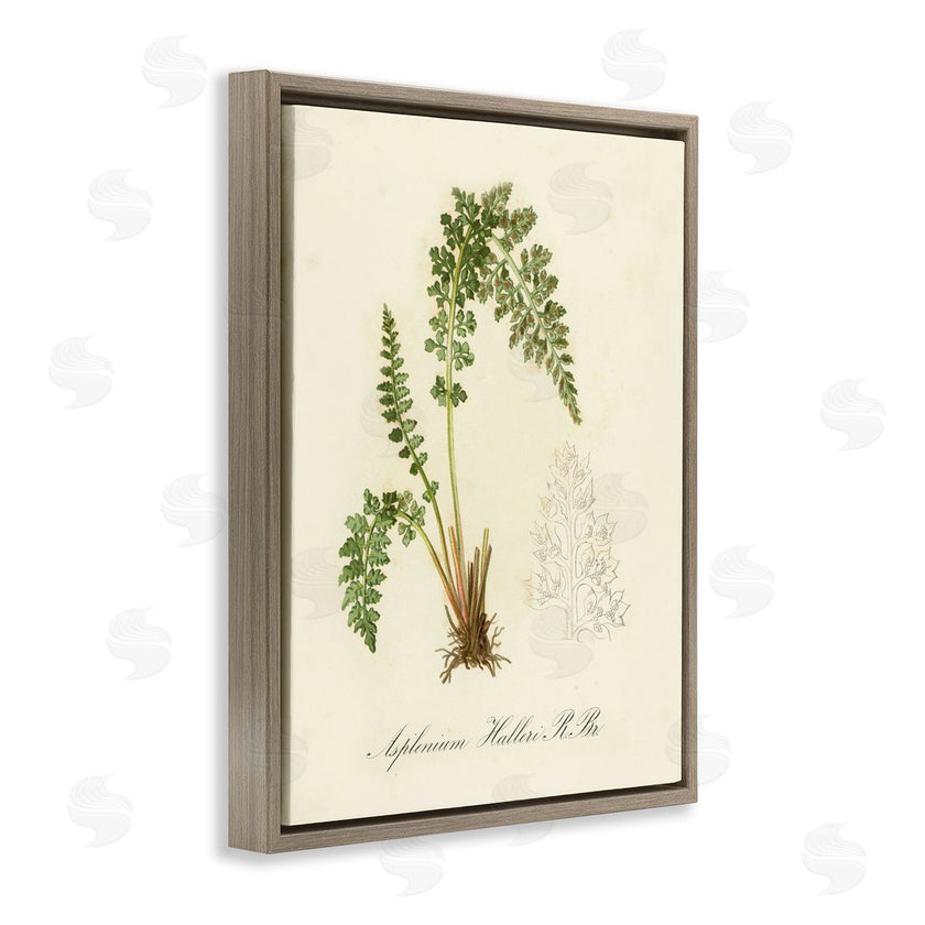 Tina Higgins Designs, Inc. | Scientific Fern Study