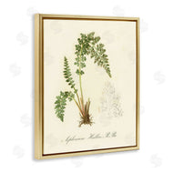 Tina Higgins Designs, Inc. | Scientific Fern Study