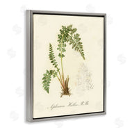 Tina Higgins Designs, Inc. | Scientific Fern Study