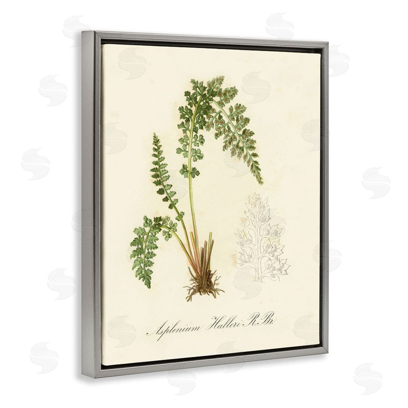 Tina Higgins Designs, Inc. | Scientific Fern Study