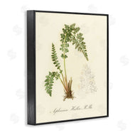 Tina Higgins Designs, Inc. | Scientific Fern Study
