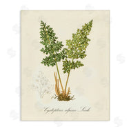 Tina Higgins Designs, Inc. | Biological Plant Study