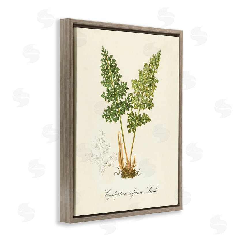 Tina Higgins Designs, Inc. | Biological Plant Study