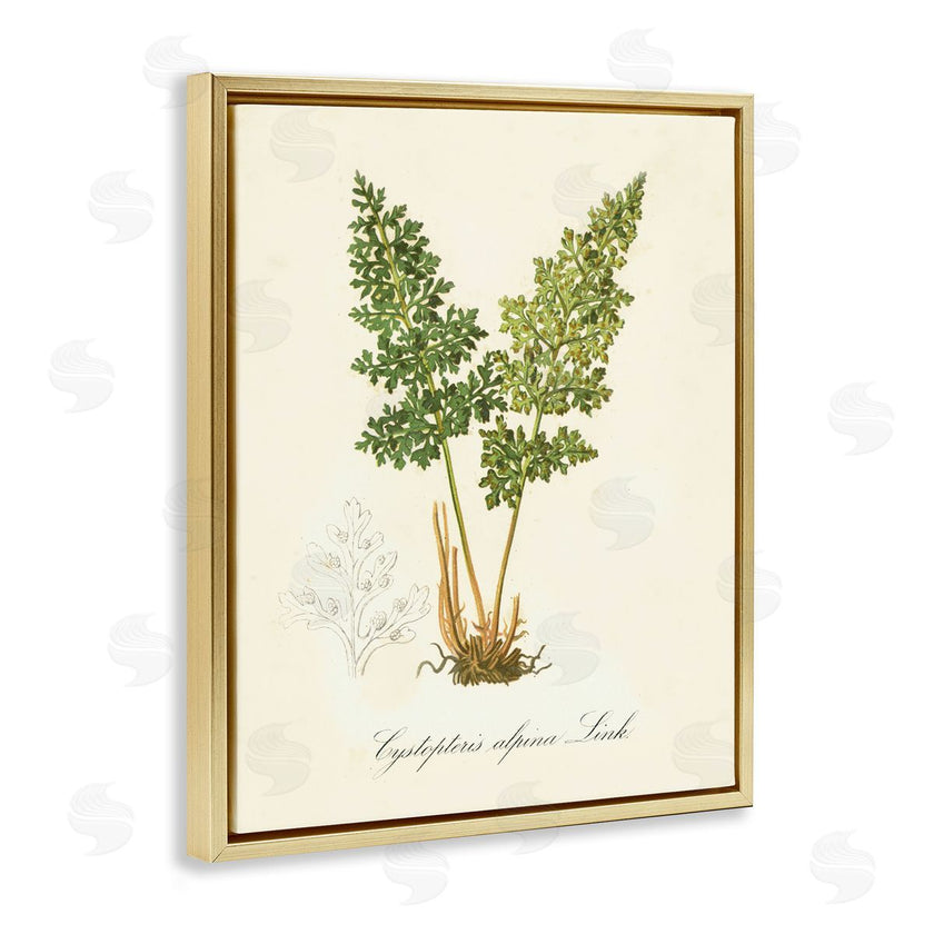 Tina Higgins Designs, Inc. | Biological Plant Study
